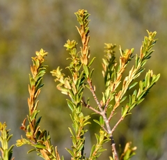 Agathosma microcarpa