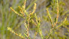 Agathosma microcarpa