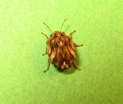Pachycorinae