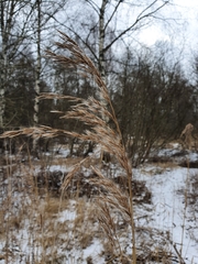 Phragmites australis
