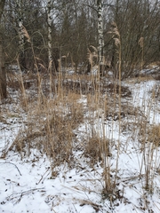 Phragmites australis