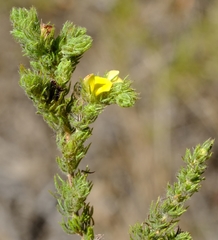 Aspalathus asparagoides