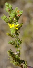 Aspalathus asparagoides