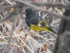 Mycerobas carnipes