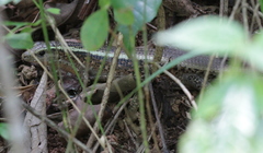 Zonosaurus madagascariensis