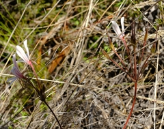 Pelargonium carneum