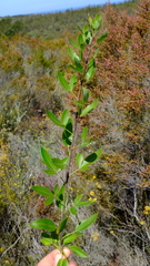 Heteromorpha arborescens arborescens
