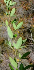 Heteromorpha arborescens arborescens