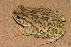 Sclerophrys garmani