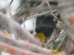 Mycerobas carnipes