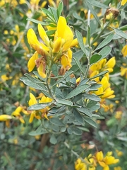 Genista ferox image