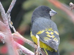 Mycerobas carnipes