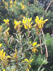 Genista ferox image