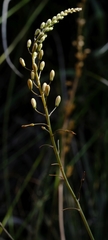 Bulbine filifolia