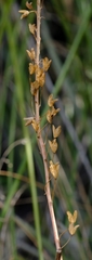 Bulbine filifolia