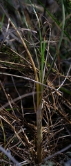 Bulbine filifolia