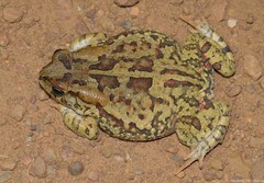 Sclerophrys garmani