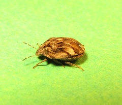 Pachycorinae