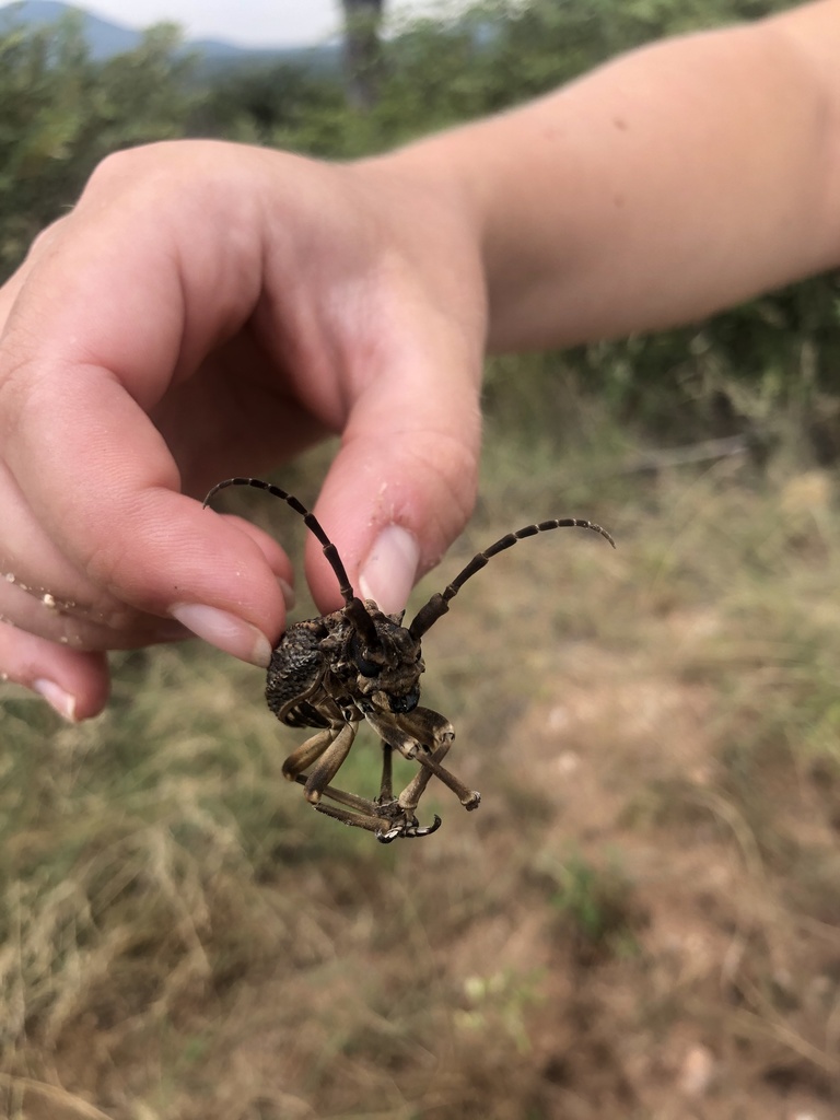 Phantasis gigantea