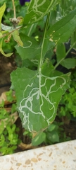 Phytomyza horticola