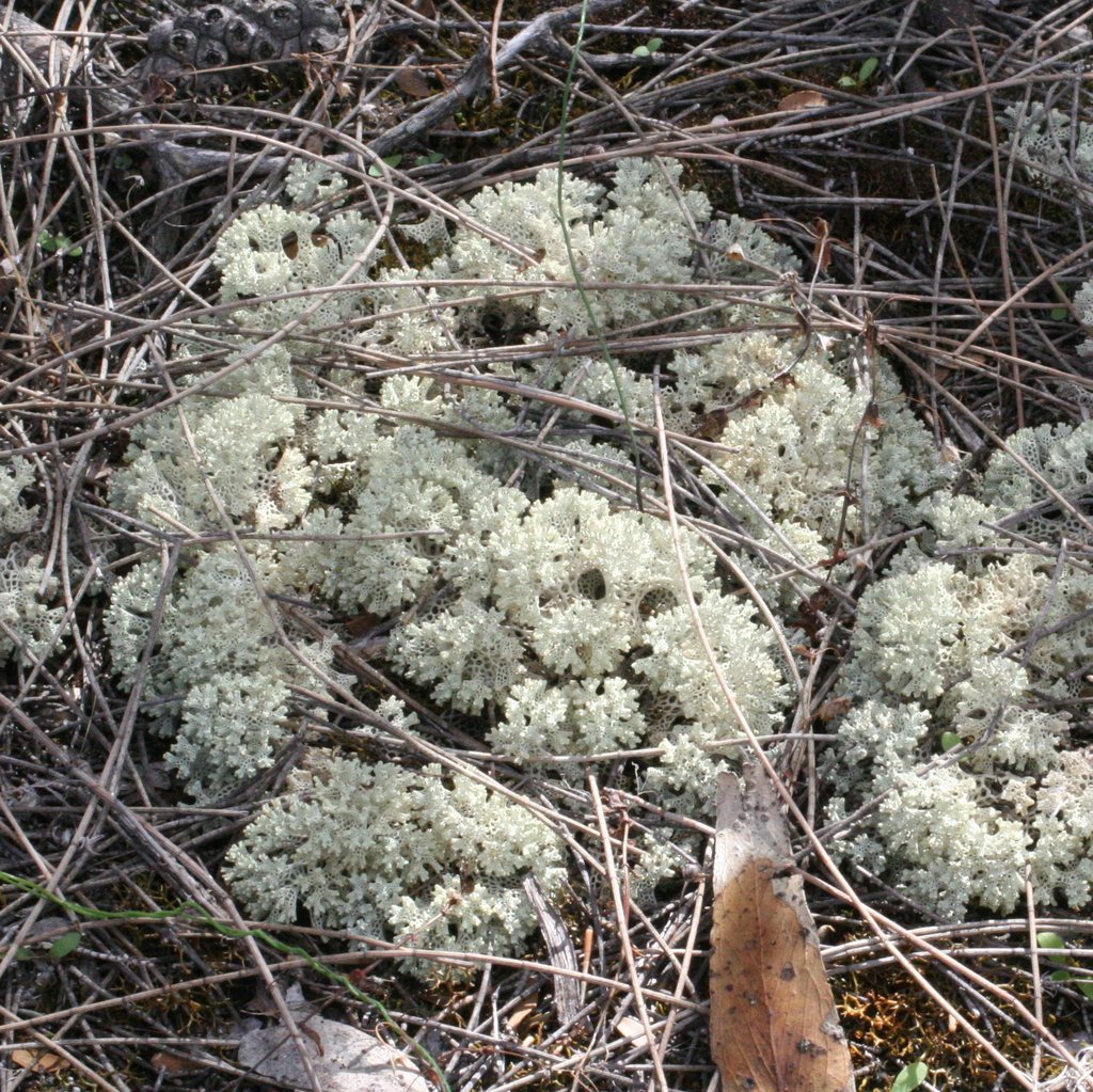 Pulchrocladia ferdinandii