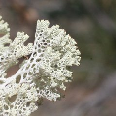 Pulchrocladia ferdinandii