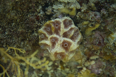 Aplidium clivosum