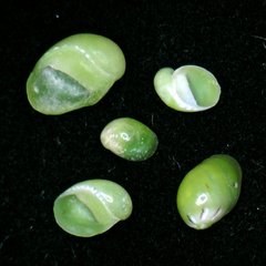 Smaragdia viridis