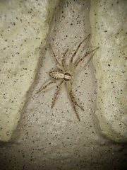 Philodromus auricomus