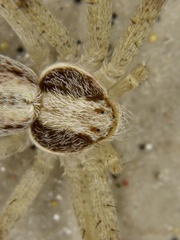 Philodromus auricomus
