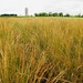 Intermediate Wheatgrass - Photo (c) Dehaan, some rights reserved (CC BY-SA)
