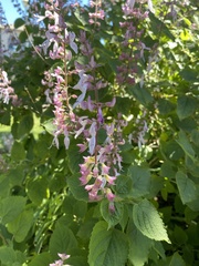 Ocimum labiatum