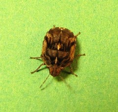 Homaemus proteus
