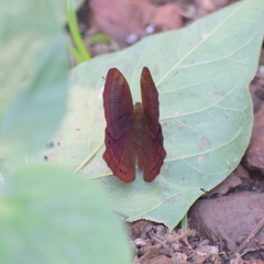 Abisara bifasciata suffusa