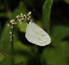 Leptosia alcesta