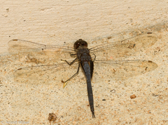 Tramea binotata