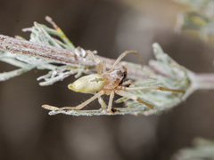 Cheiracanthium virescens