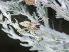 Cheiracanthium virescens