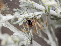 Cheiracanthium virescens