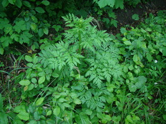 Pleurospermum austriacum