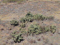 Tephrocactus articulatus