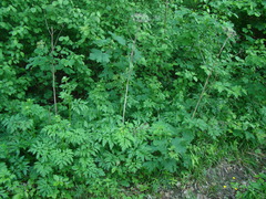 Pleurospermum austriacum