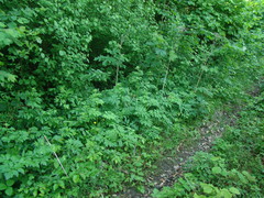 Pleurospermum austriacum