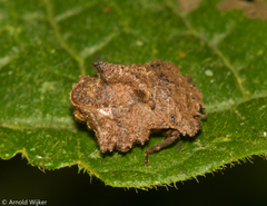 Cyrtocoris egeris