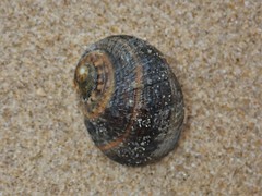 Nerita chamaeleon