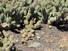 Tephrocactus articulatus