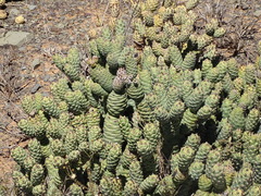 Tephrocactus articulatus