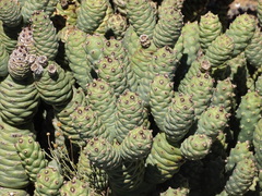 Tephrocactus articulatus