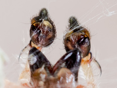 Cheiracanthium virescens