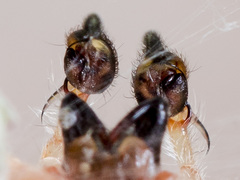 Cheiracanthium virescens